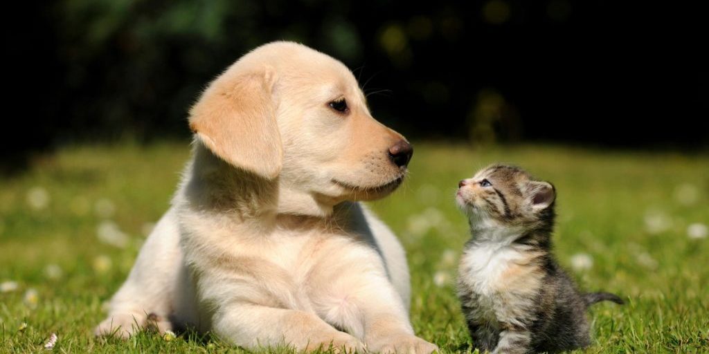 dog and cat